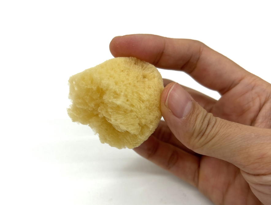 スポンジ